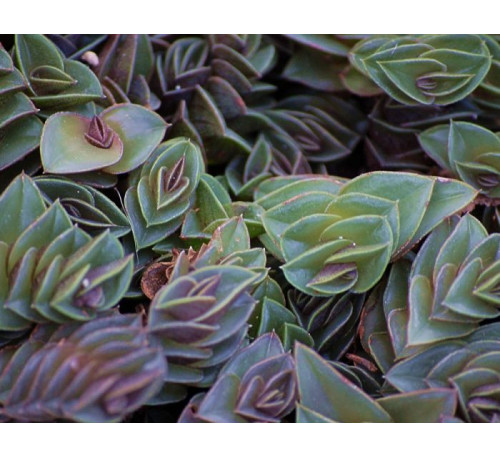 Традесканція навікуляріс, човноподібна (Tradescantia navicularis)
